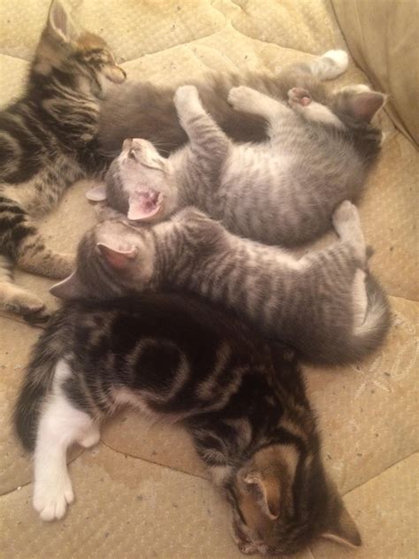 Sleeping kittens! : r/aww