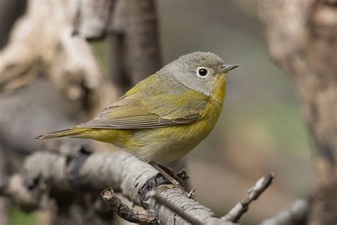 Nashville Warbler (female-spring) – Jeremy Meyer Photography