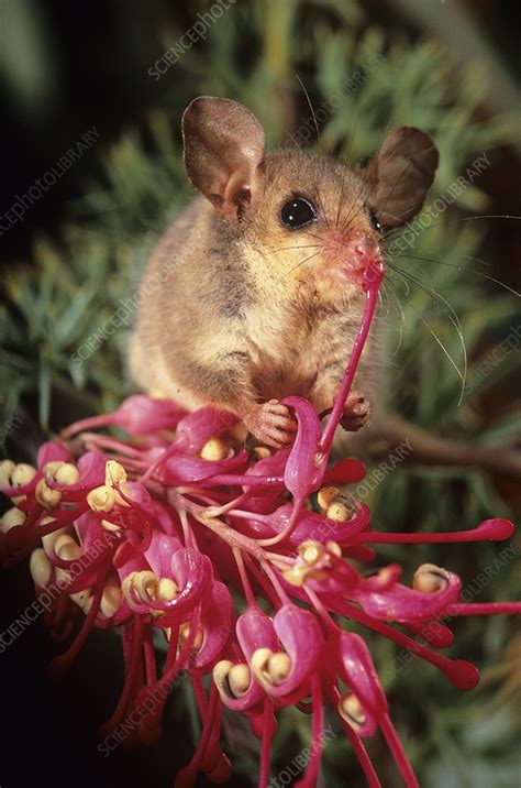 Western pygmy-possum - Stock Image - C058/0024 - Science Photo Library