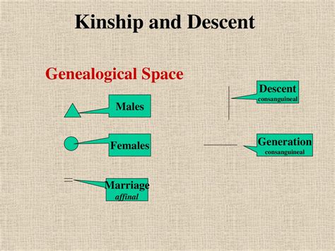 Kinship and Descent. - ppt download