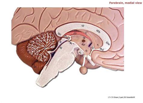 Medial Forebrain Diagram | Quizlet