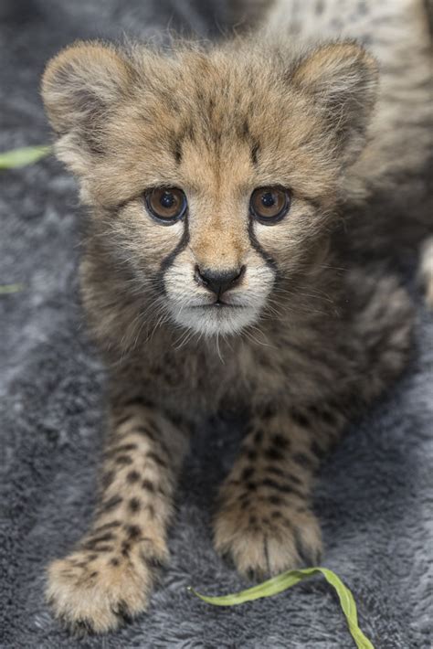 Cheetah Cub Thriving at San Diego Zoo Safari Park : Presidio Sentinel