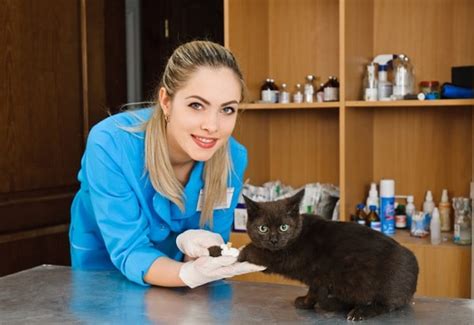 5 Reasons to Consider a Cat-Only Veterinary Clinic - Catster