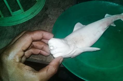 'Cyclops' albino baby shark with one eye absolutely baffles fishermen - Mirror Online