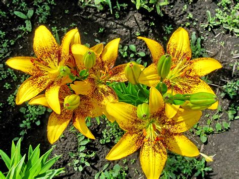 Yellow Lily Flower Arrangement