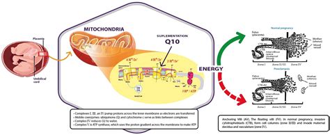 Frontiers | Mitochondria and Coenzyme Q10 in the Pathogenesis of Preeclampsia