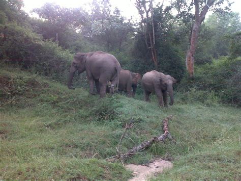 TOUR CORNER: WAYANAD Wildlife Sanctuary