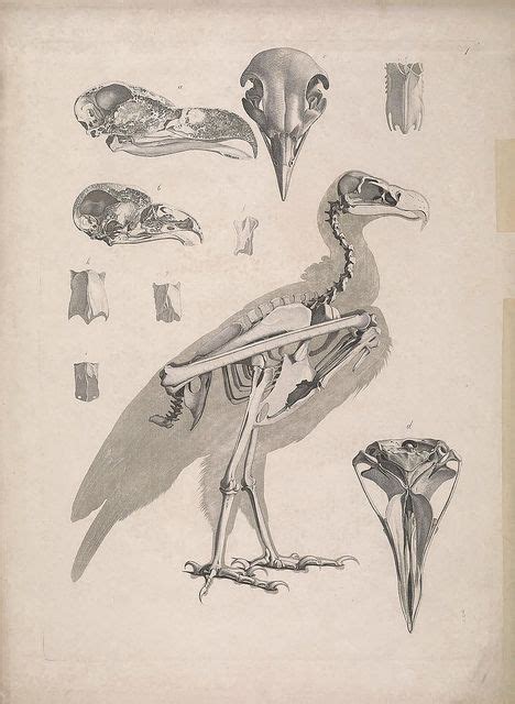 dendroica: “ Black Vulture and skulls from other vulture species. by ...