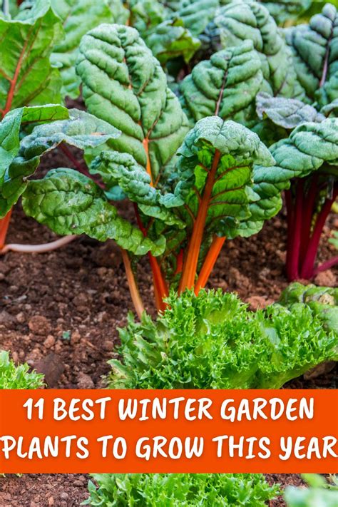 11 Best Winter Garden Plants To Grow This Year