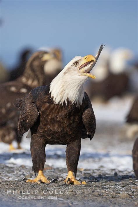 Bald egale eating fish | Eagles, Bald eagle, Eagle pictures