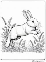 8 Realistic Rabbit Coloring Pages  Free Printable sketch template