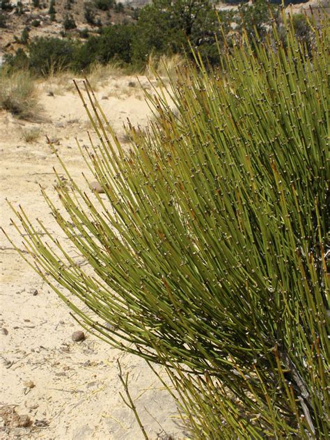 Ephedra viridis (Ephedraceae) image 17555 at PhytoImages.siu.edu