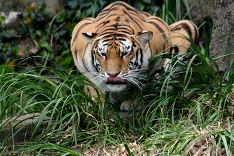 File:Hunting tiger.JPG - Wikipedia