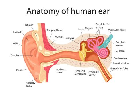 Anatomy of the human ear. Internal structure of the ears, medical ...