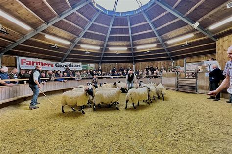 Livestock Sales Reports Archives - Hexham and Northern Marts