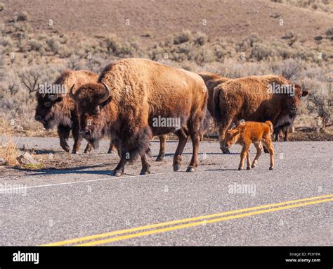 American Bison or Buffalo with calf in Yellowstone National Park Stock ...