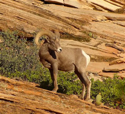 Nevada State Animal | Desert Bighorn Sheep