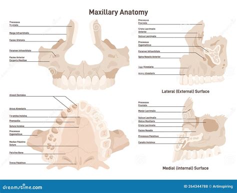 Maxillary Anatomy. Inferior Surface Of Upper Jaw Skeletal Structure ...