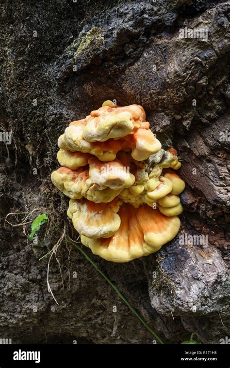 Chicken Of The Woods (Laetiporus sulphureus), an edible bracket fungus growing on an old oak ...