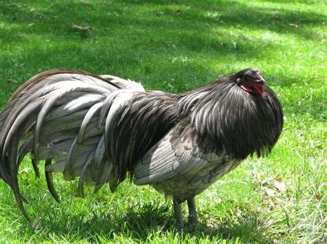 Exotic Breeds of Chickens - Enjoying and Educating About Chickens