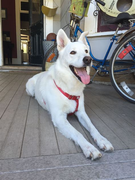 All white husky/German shepherd mix. Good temperament, but big personality! | Animaux