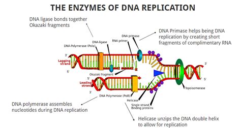 Enzymes Involved In DNA Replication • Microbe Online