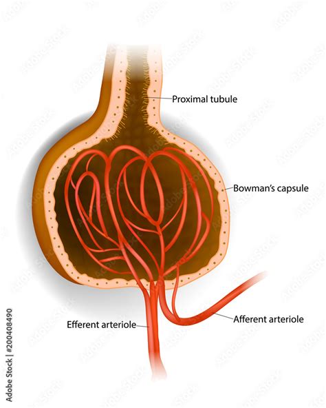 Bowman’s capsule. Microscopic structure of the kidney - Glomerulus ...