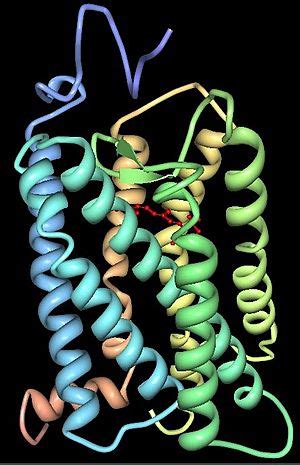 Opsin Facts for Kids