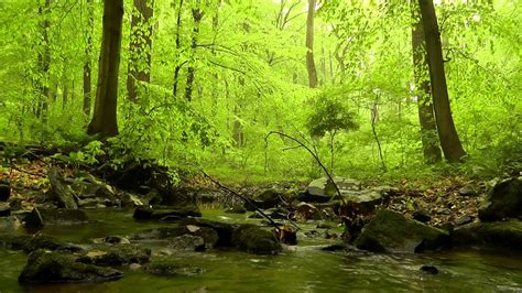 60 minutes of Woodland Ambiance (Nature Sounds Series #4) Trickling ...