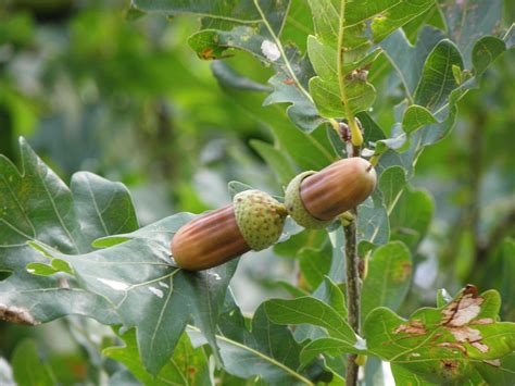 Quercus robur subsp. robur | Plants of the World Online | Kew Science