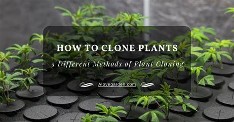 How To Clone Plants: 5 Different Methods of Plant Cloning | Alovegarden