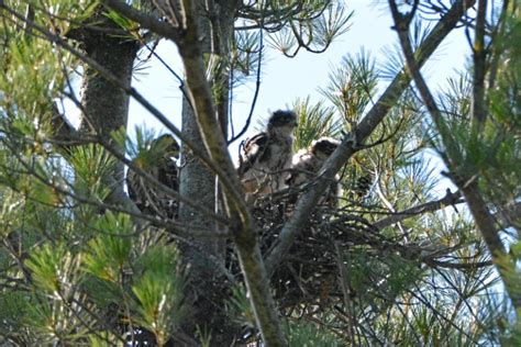 Ottawa Area Birding: Merlin Nest with 3 or 4 Young