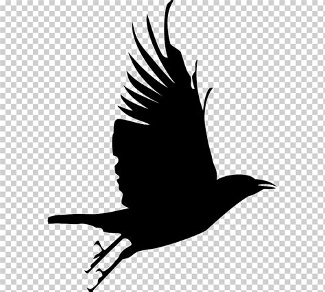 Cuervo común silueta de pájaro, cuervo volando, monocromo, Reino libre, pluma png | Klipartz