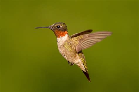 Tiny Hummingbirds Are Marvels of Endurance | Discover Magazine