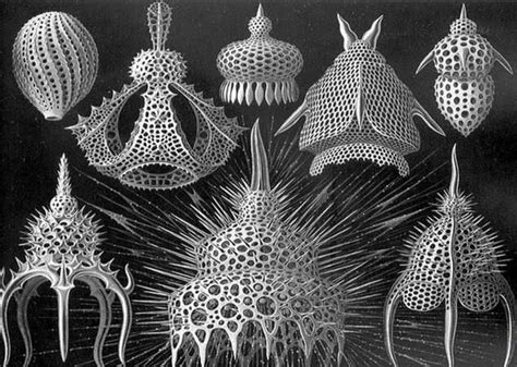 Radiolarians, which have been around for more than 600 million years, are single-celled ...