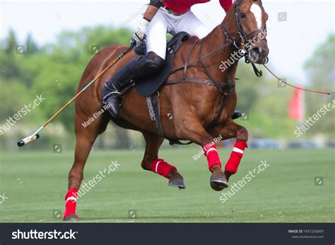 4,399 Polo Horse Race Images, Stock Photos & Vectors | Shutterstock