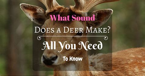 How To Make Deer Sticks? Learn All You Need To Know