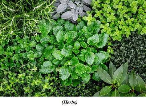 Difference Between Herbs and Shrubs - The Knowledge Library