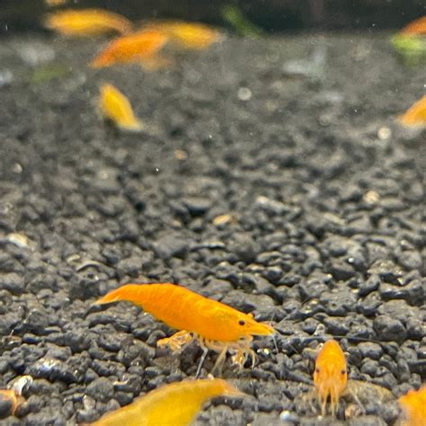 Sunkist shrimp (Neocaridina Davidi) – Aqua Forest Aquarium