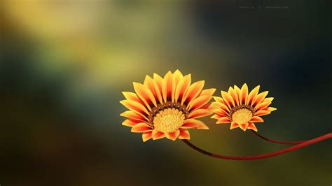 Full HD Flowers Wallpapers - Wallpaper Cave