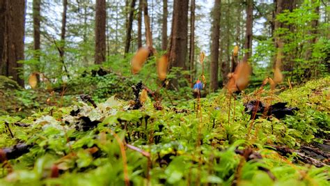 Take A Walk On the Wild Side: Hiking Tours At Pybus Point Lodge