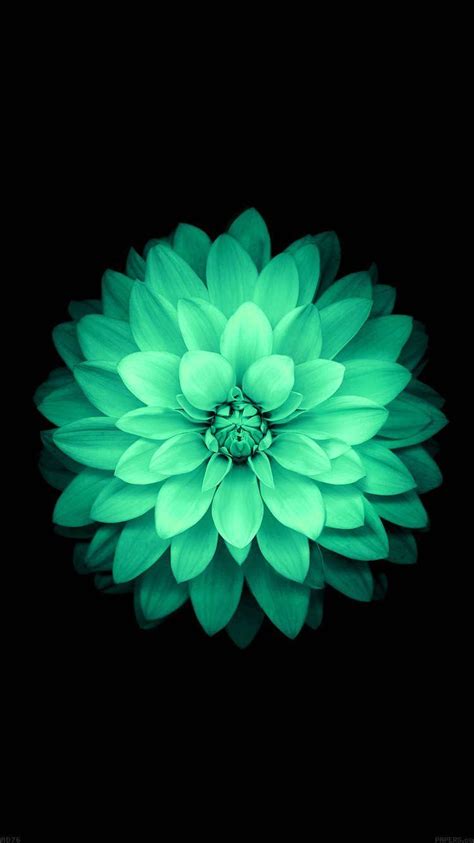 Green Flower Wallpapers