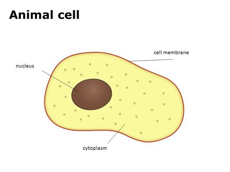 Animal Cell at emaze Presentation