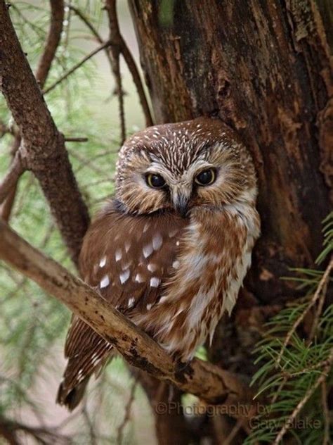 Pin by JoAnna on ~HOOT...HOOT~ | Saw whet owl, Owl pictures, Barn owl