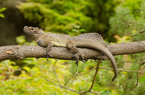 Philippine sailfin lizard | Oregon Zoo