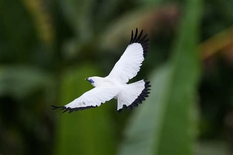 In Bali, bird sellers help endangered mynah make a comeback