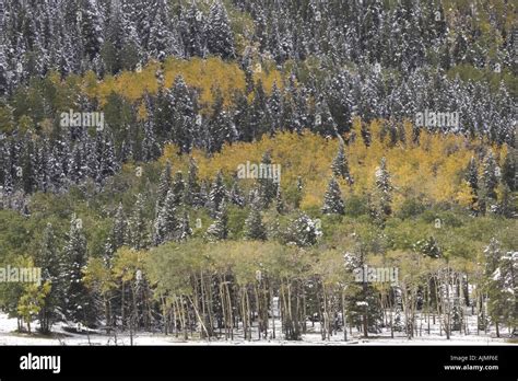 Aspen trees with snow Rocky Mountain National Par POPULUS TREMULA Snow ...