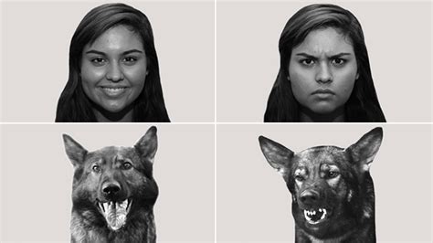 Can Dogs Understand Facial Expressions