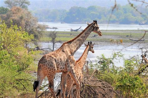 African Parks Announces Malawi's Giraffe Population Grows With Majete ...