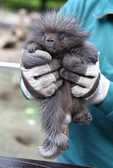 I spike with my little eye: Kevin the porcupine spotted in stocktake ...